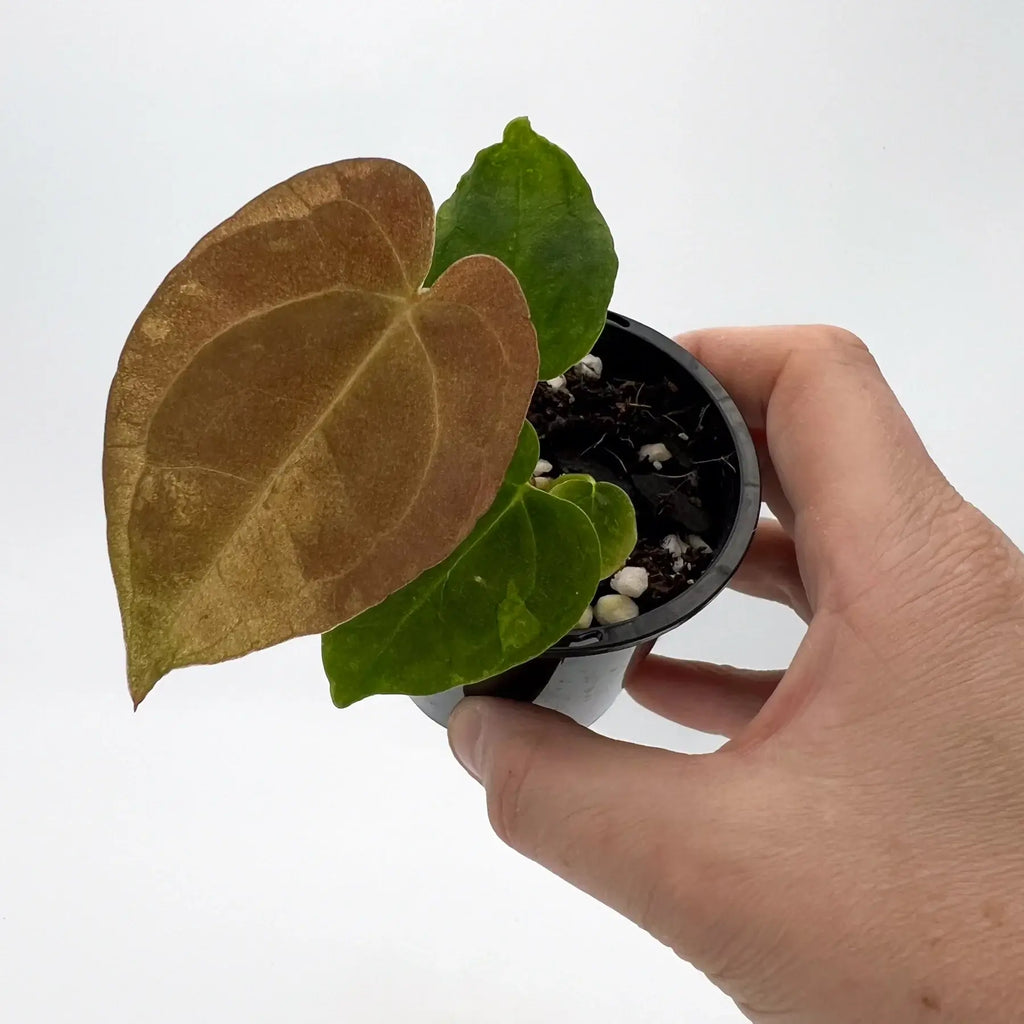 Hand holding a young Anthurium plant with velvety leaves, perfect for indoor gardening. Chalet Boutique, Australia.