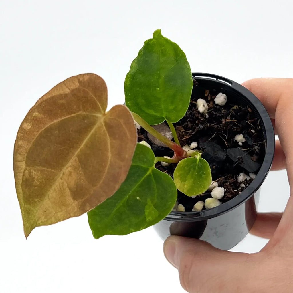 Rare Philodendron plant with velvety leaves in a nursery pot, ideal for unique indoor plants. Chalet Boutique, Australia.