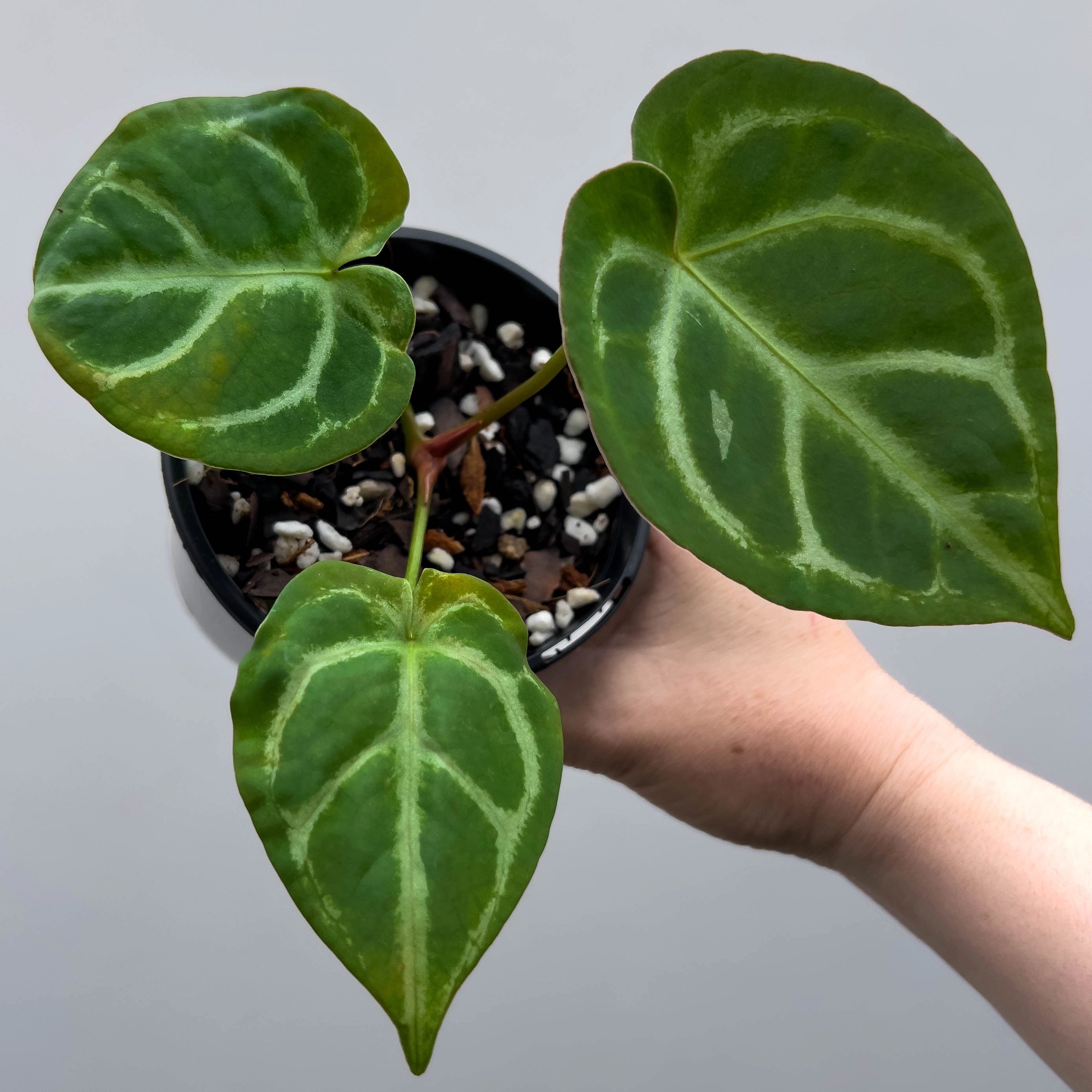 anthurium noid Anthurium NoID