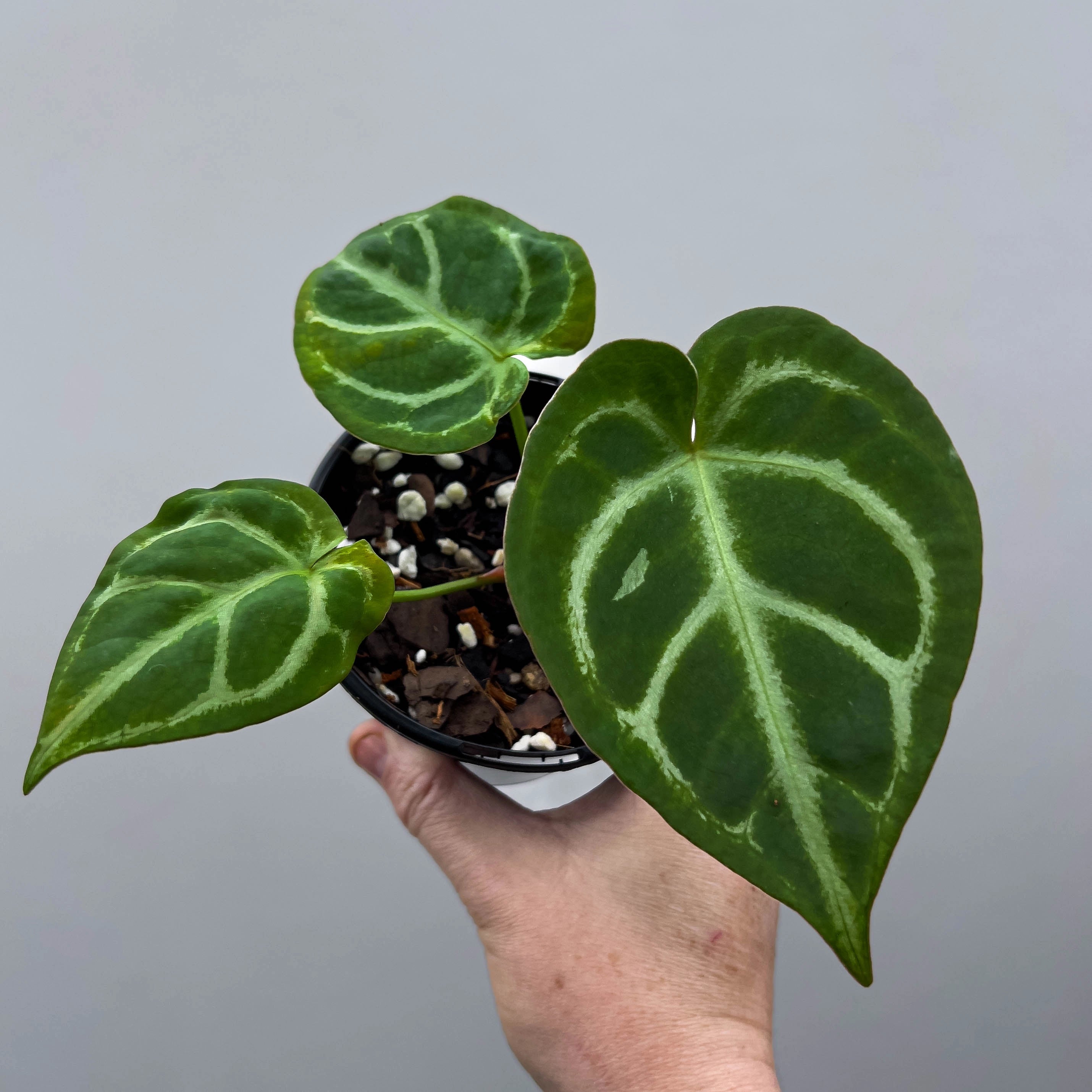 anthurium nidus Anthurium NoID