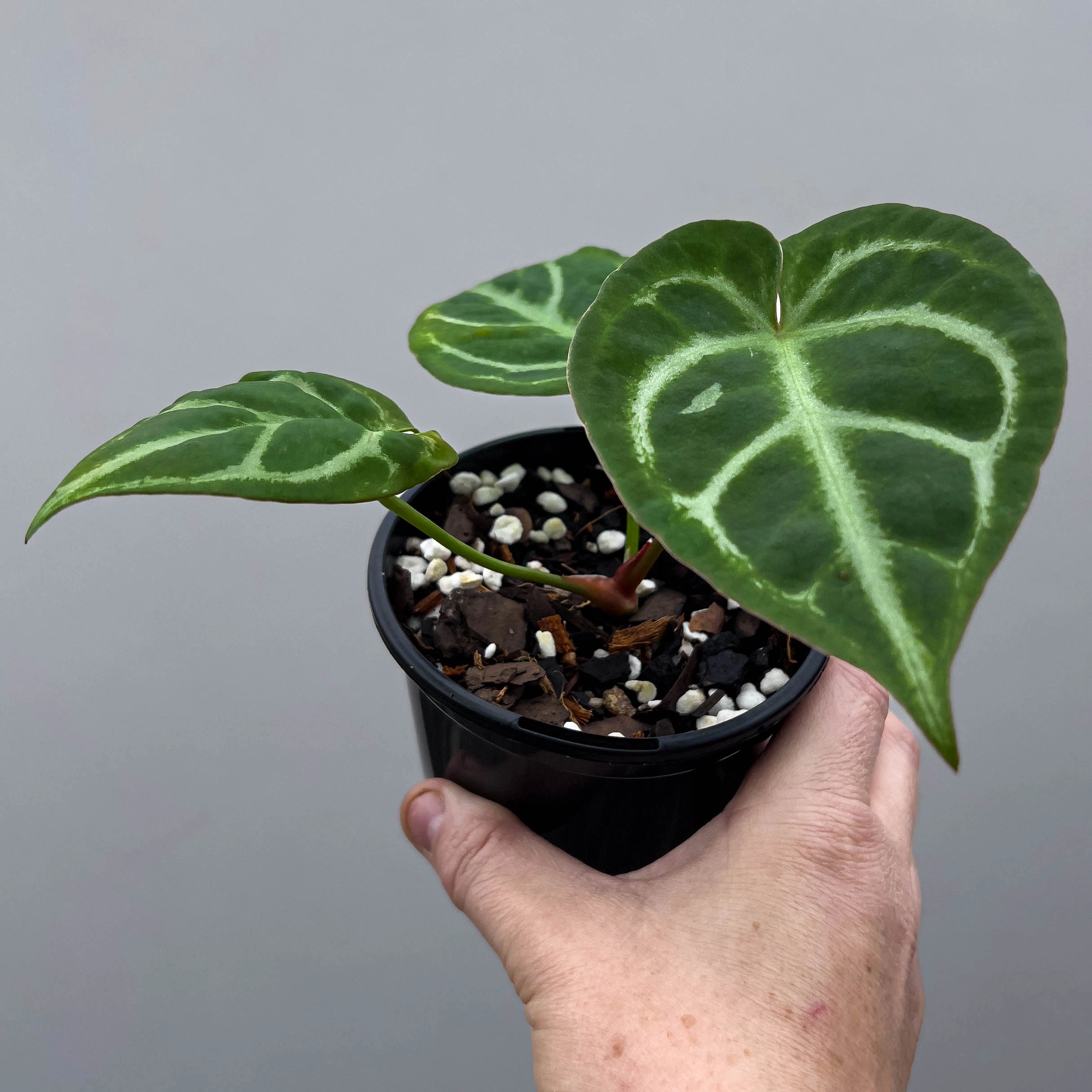 anthurium nidus Anthurium NoID