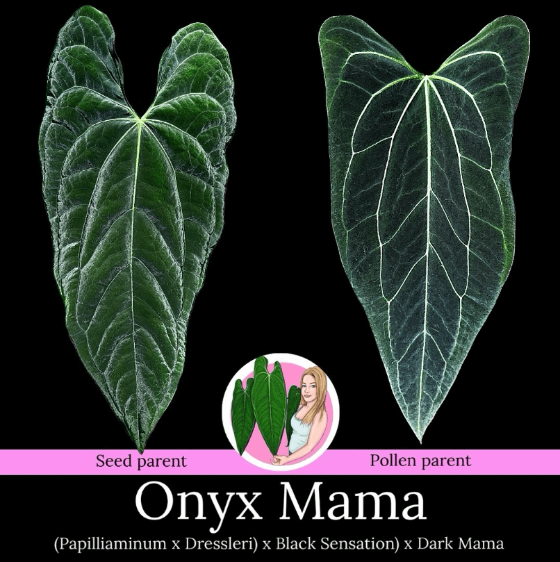 anthurium mama Anthurium 'Onyx Mama'