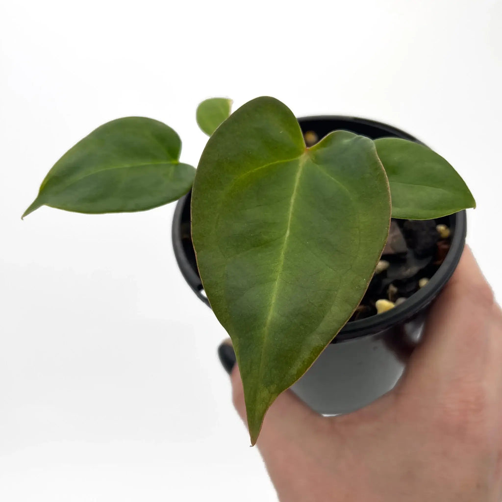Anthurium papillilaminum hybrid with lush green leaves in a pot, perfect for collectors. Buy rare plants online at Chalet Boutique, Australia.