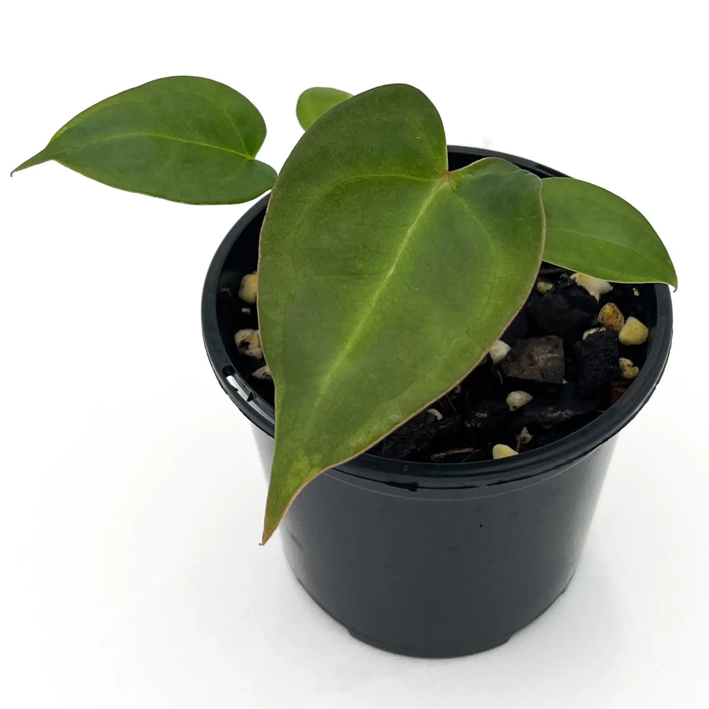 Anthurium papillilaminum hybrid in a black pot, showcasing lush green foliage, ideal for indoor plant enthusiasts. Chalet Boutique, Australia.