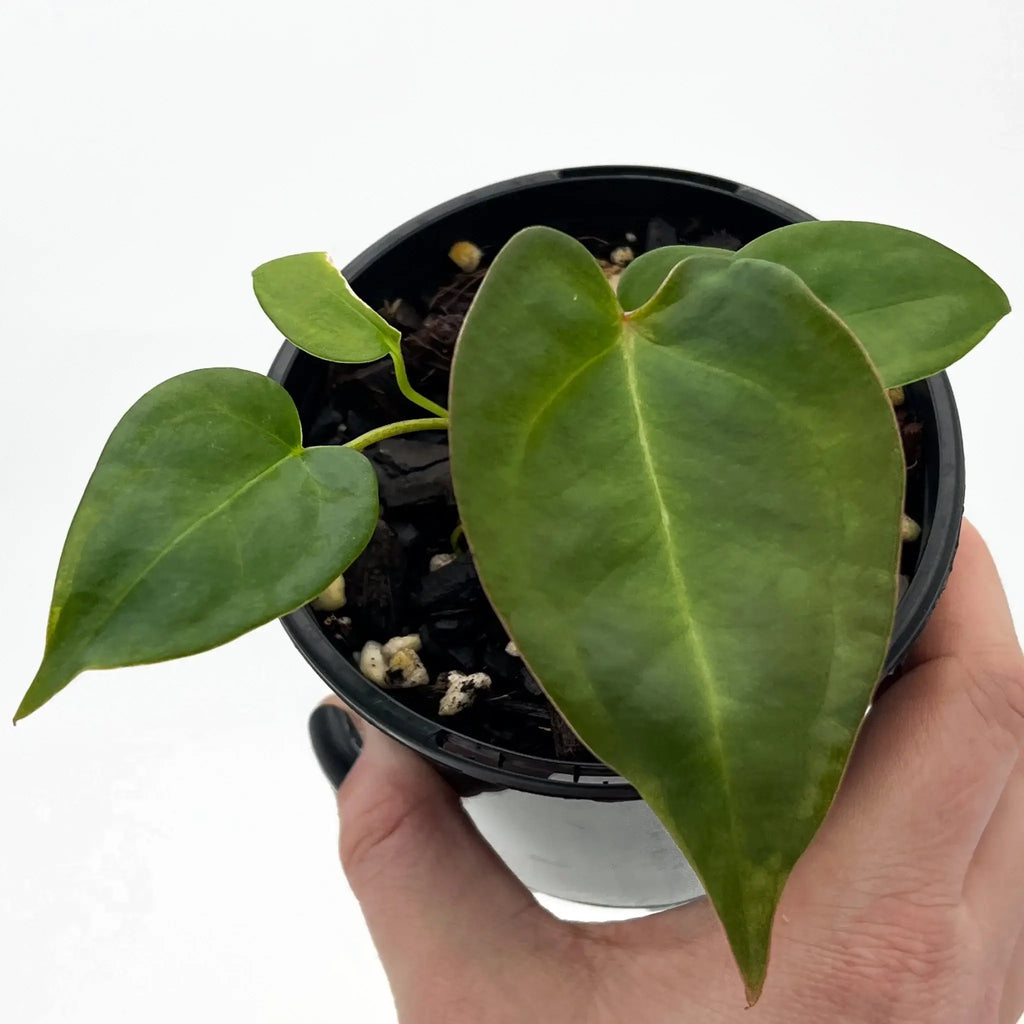 Anthurium papillilaminum hybrid with lush, velvety foliage in a pot, perfect for collectors. Chalet Boutique, Australia.
