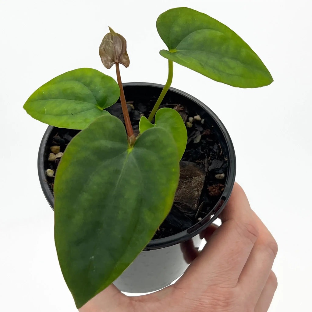 Anthurium papillilaminum hybrid with lush green leaves in a hand-held pot, ideal for indoor plants enthusiasts. Chalet Boutique, Australia.