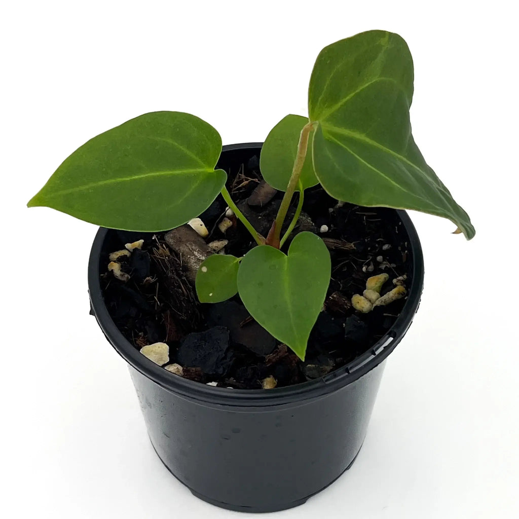 Anthurium papillilaminum hybrid in a black pot, showcasing lush foliage, perfect for indoor plant collectors. Chalet Boutique, Australia.