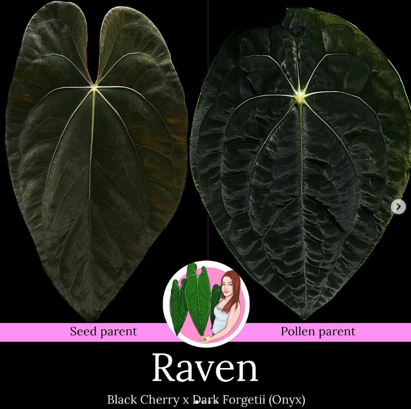 Anthurium 'Raven' leaf comparison: Black Cherry (seed) vs Dark Forgetii (pollen parent). Unique rare plants for sale, Chalet Boutique, Australia.