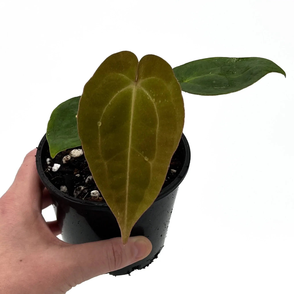 Hand holding Anthurium 'Raven' plant in a pot, showcasing its unique foliage. Rare indoor plants Australia, Chalet Boutique, Australia.