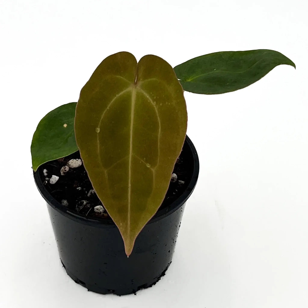 Anthurium 'Raven' in a pot, showcasing unique velvety leaves, perfect for indoor plant enthusiasts. Chalet Boutique, Australia.