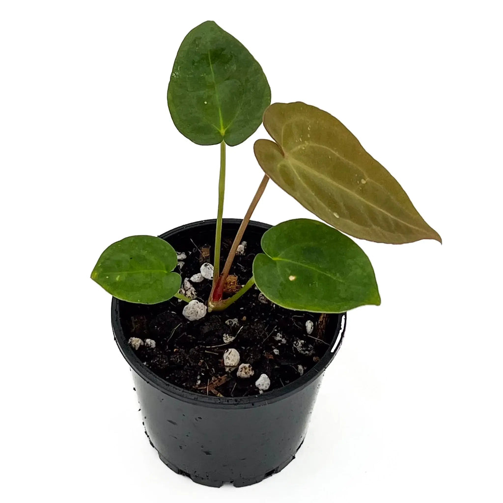 Anthurium 'Raven' in a pot, showcasing unique dark velvety foliage, perfect for indoor plant enthusiasts. Chalet Boutique, Australia.