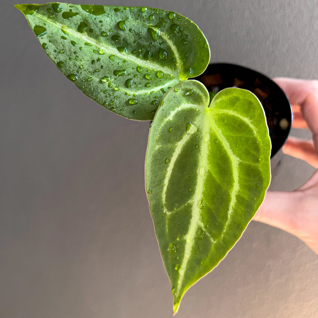 Close view of an Anthurium ((crystal x mag) x waroc) x crystal Hybrid in hand highlighting the broad semi velvety foliage, defined vein pattern and gentle rippling along the leaf edges.