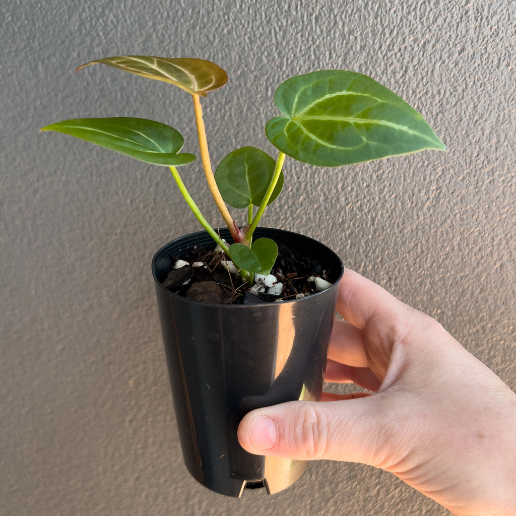 Cluster of Anthurium ((crystal x mag) x waroc) x crystal Hybrid leaves in hand with velvety texture, sharp contrasting veins and a tidy upright growth habit.