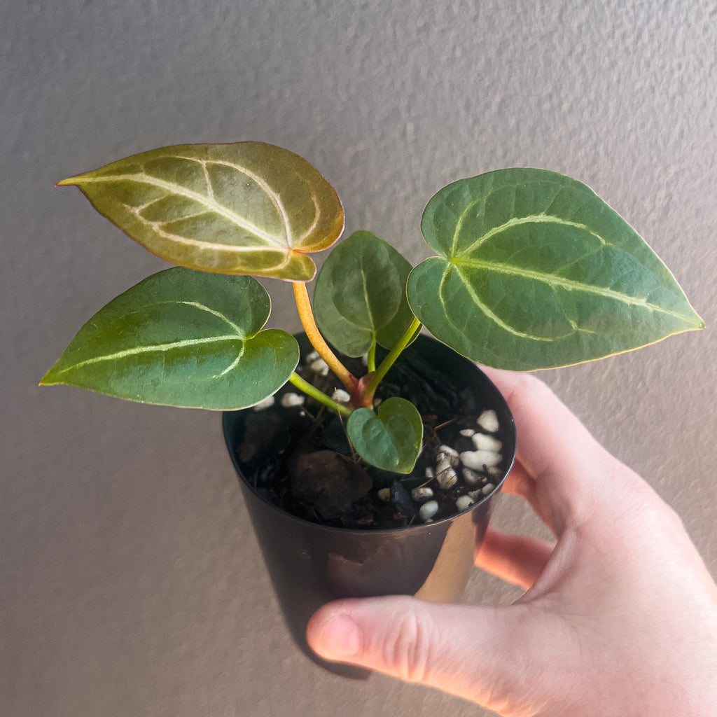 Hand holding an Anthurium ((crystal x mag) x waroc) x crystal Hybrid showing large heart shaped velvety leaves with bright silver veining across the deep green surface.