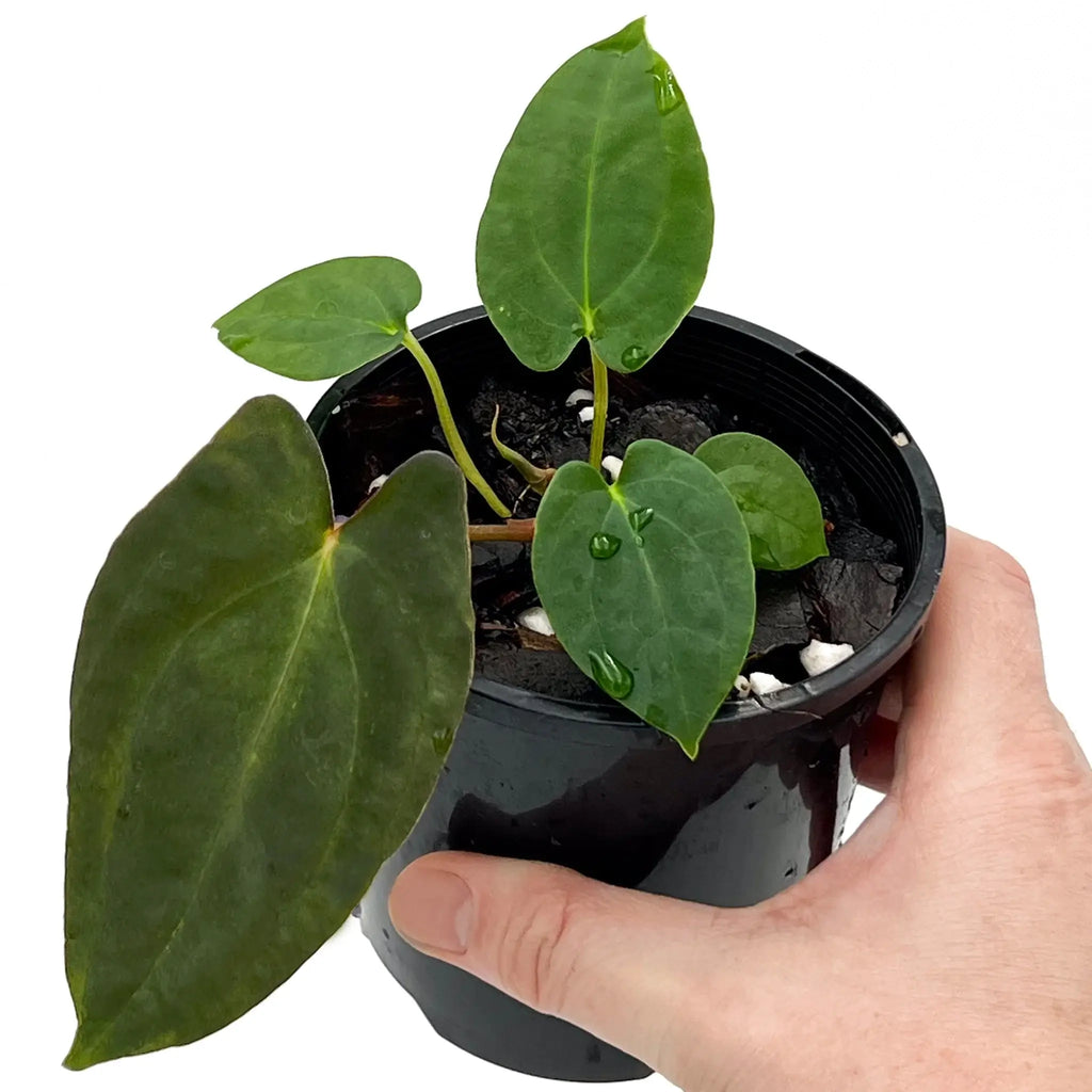 Hand holding a potted Anthurium 'Sedation' showcasing vibrant green leaves, perfect for indoor plant enthusiasts. Chalet Boutique, Australia.