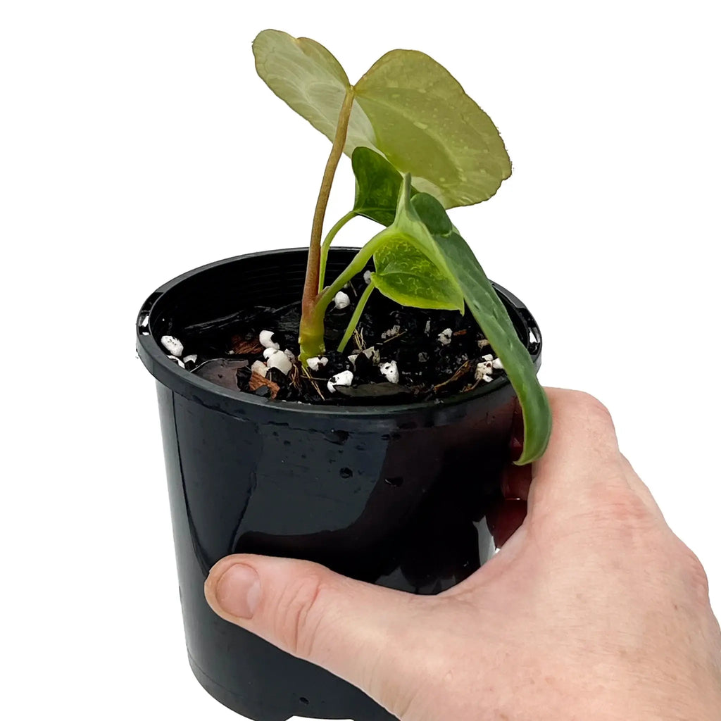 Anthurium 'Sedation' rare indoor plant held in hand, perfect for houseplant lovers, available at Chalet Boutique, Australia.