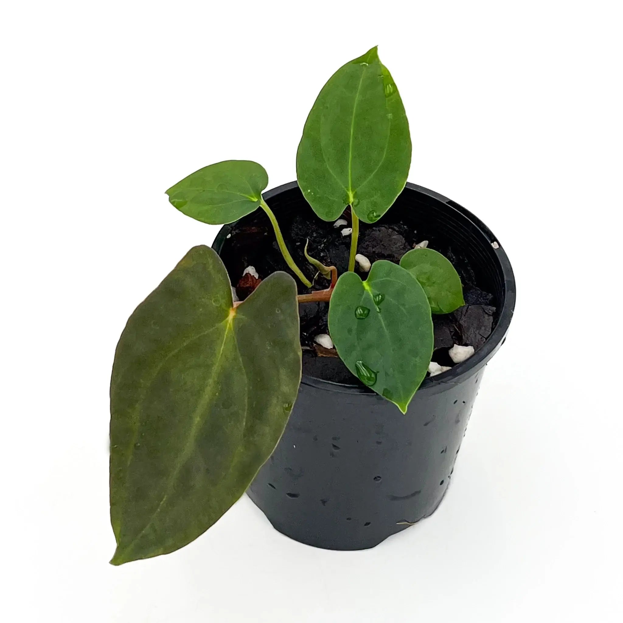 Anthurium 'Sedation' | Rare Anthuriums Hybrids Australia