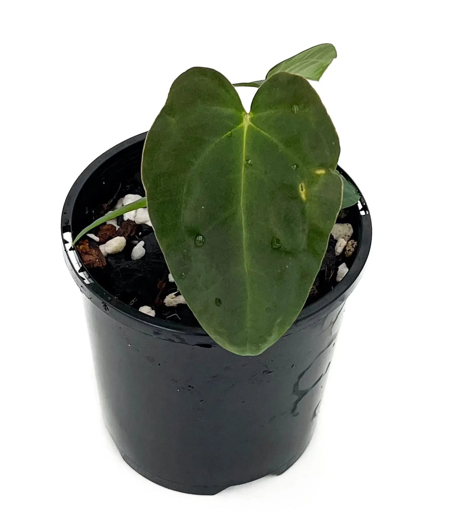 Anthurium 'Sedation' in a black pot showcasing its distinctive velvety leaves. Rare indoor plant available at Chalet Boutique, Australia.