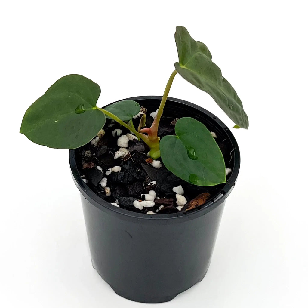 Anthurium 'Sedation' rare indoor plant in a black pot, ideal for unique houseplant collection. Buy rare plants online at Chalet Boutique, Australia.