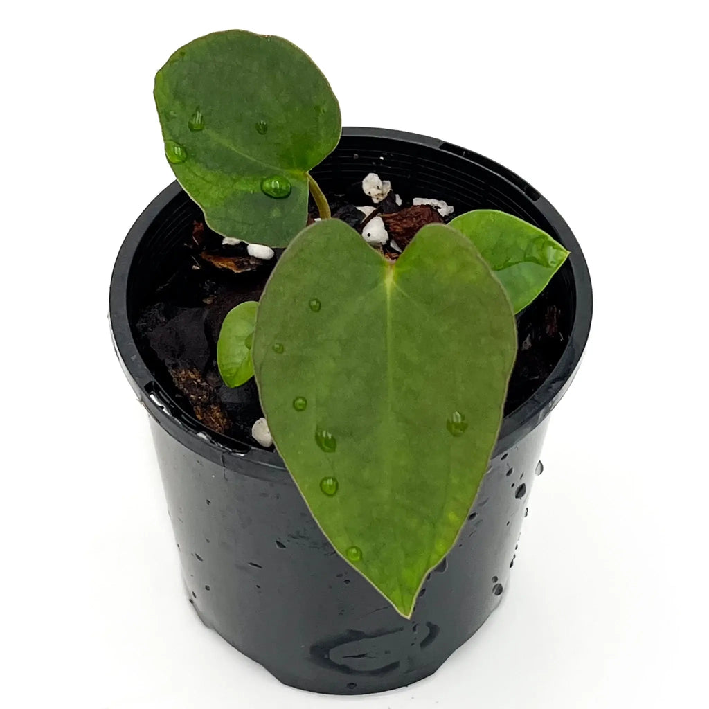 Anthurium 'Sedation' in a black pot, showcasing heart-shaped leaves with water droplets. Buy rare indoor plants online at Chalet Boutique, Australia.