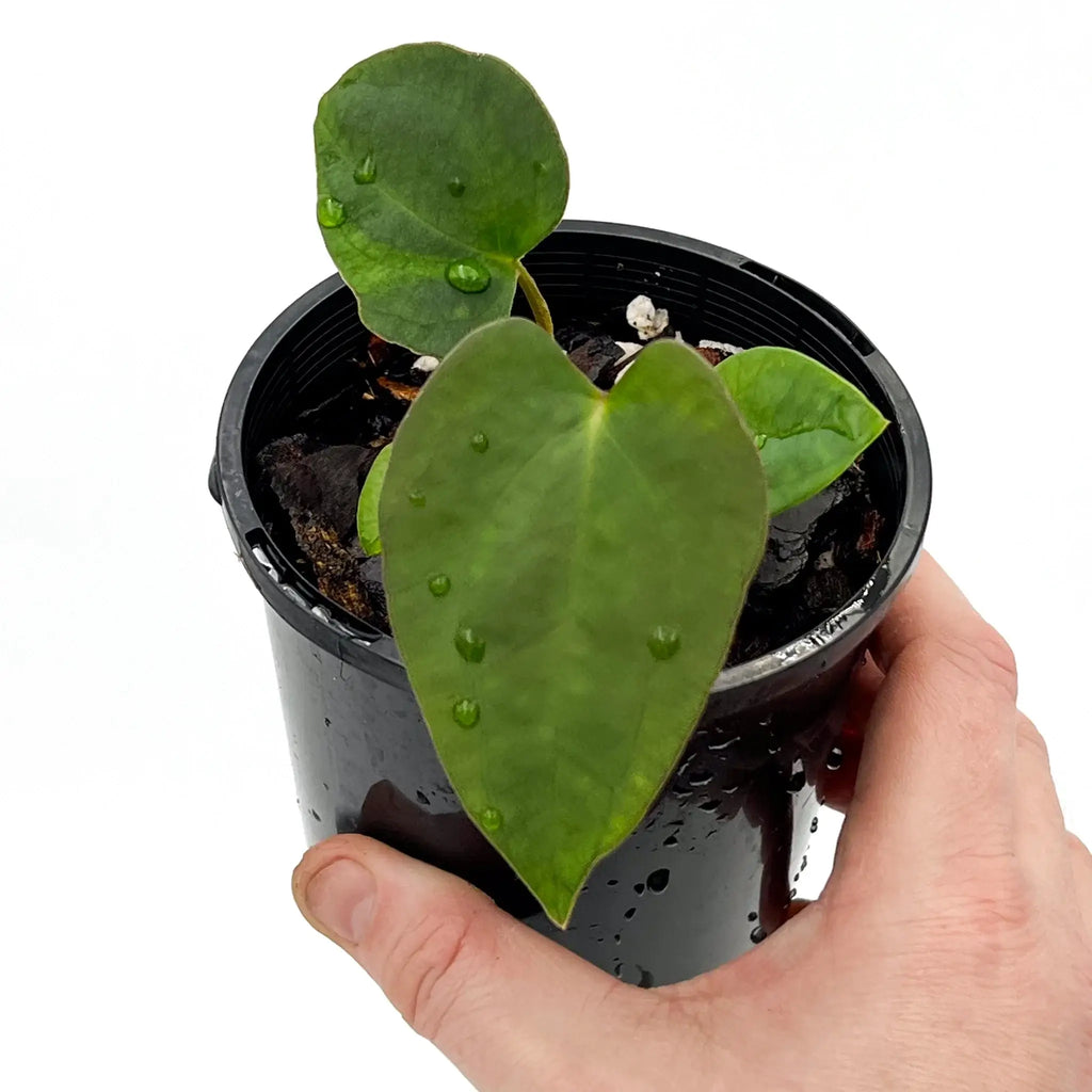 Hand holding a young Anthurium 'Sedation' in a black nursery pot, showcasing lush green leaves with water droplets. Chalet Boutique, Australia.