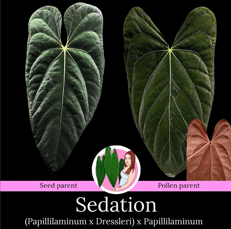 anthurium nursery australia Anthurium 'Sedation'