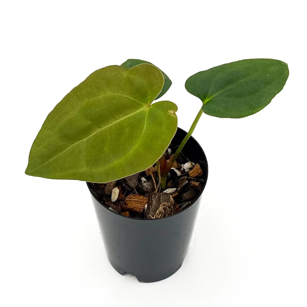 Anthurium 'Sombre' plant in a black pot showcasing unique foliage. Buy rare plants online at Chalet Boutique, Australia.