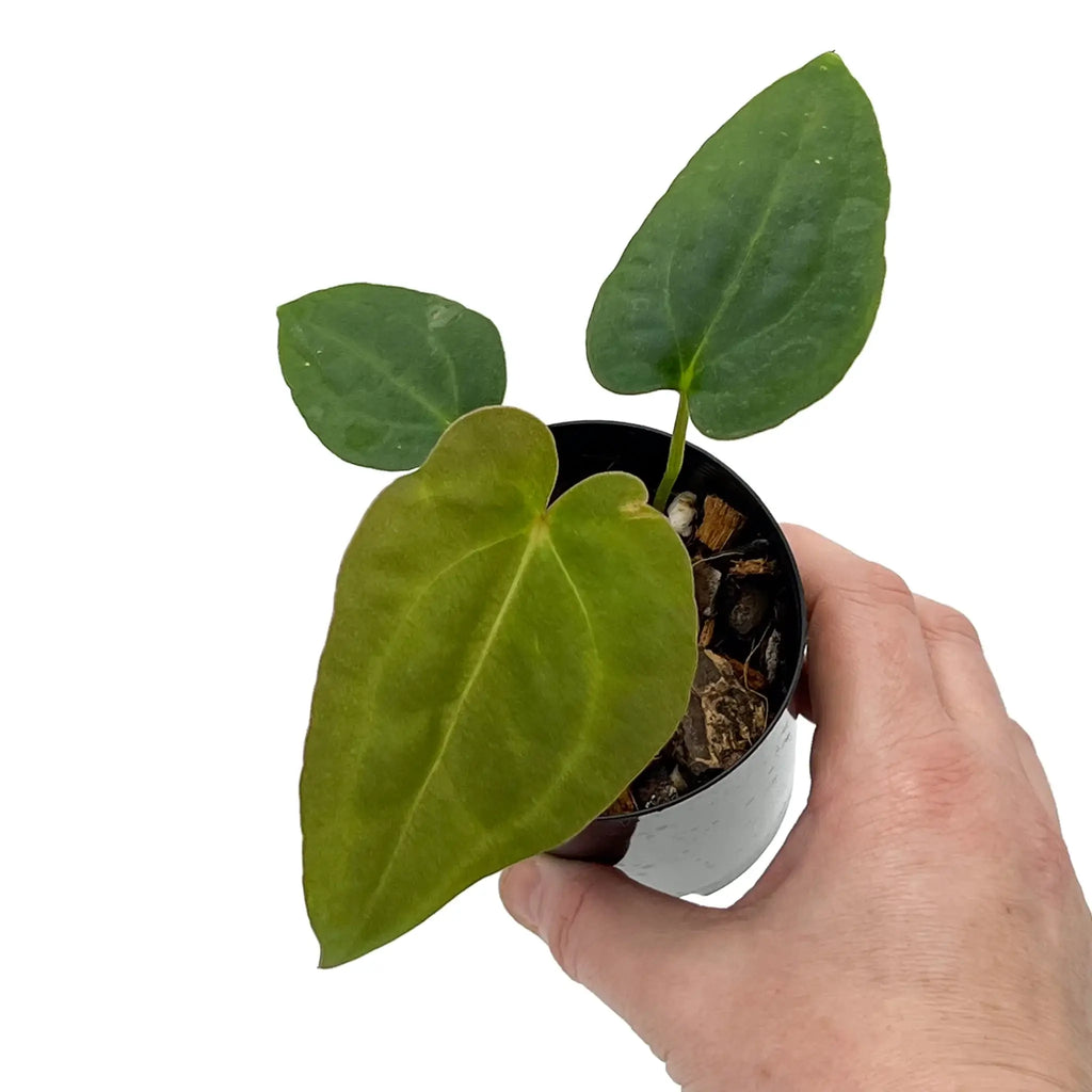 Anthurium 'Sombre' rare hybrid indoor plant in a hand, featuring dark velvet and vibrant foliage. Chalet Boutique, Australia.