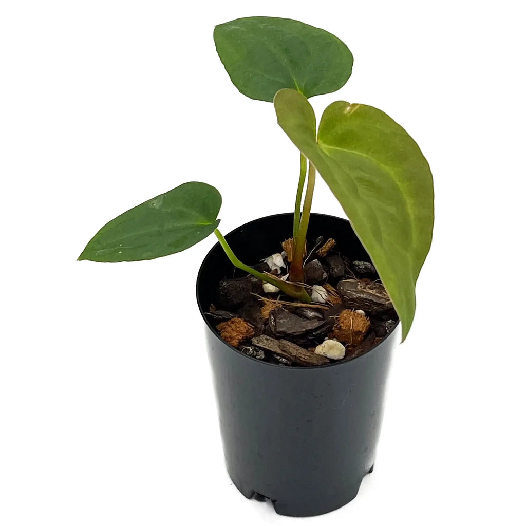 Anthurium 'Sombre' rare hybrid plant with dark velvet foliage and vibrant leaves, available at Chalet Boutique, Australia.
