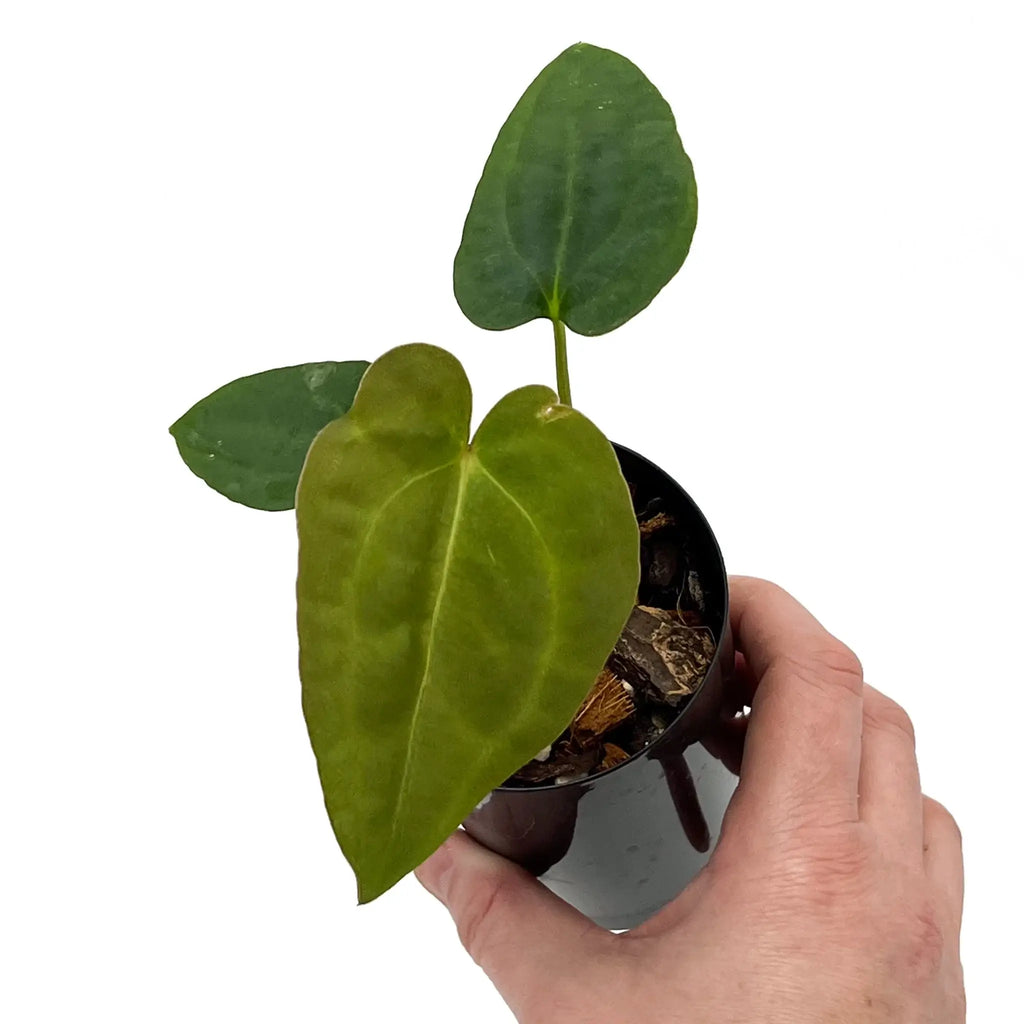 Anthurium 'Sombre' showcasing glossy leaves in hand, rare indoor plant for sale at Chalet Boutique, Australia.