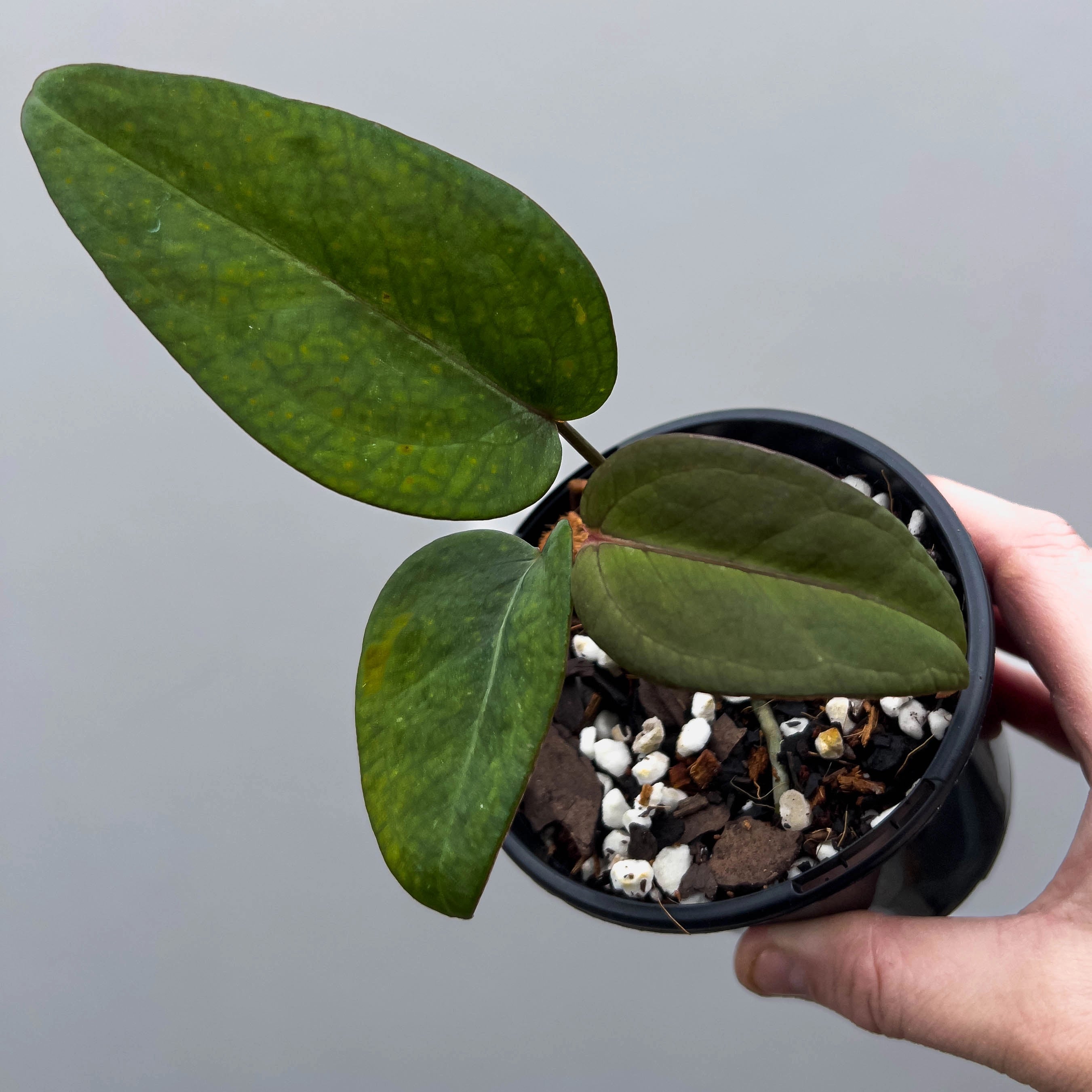 anthurium noid Anthurium NoID