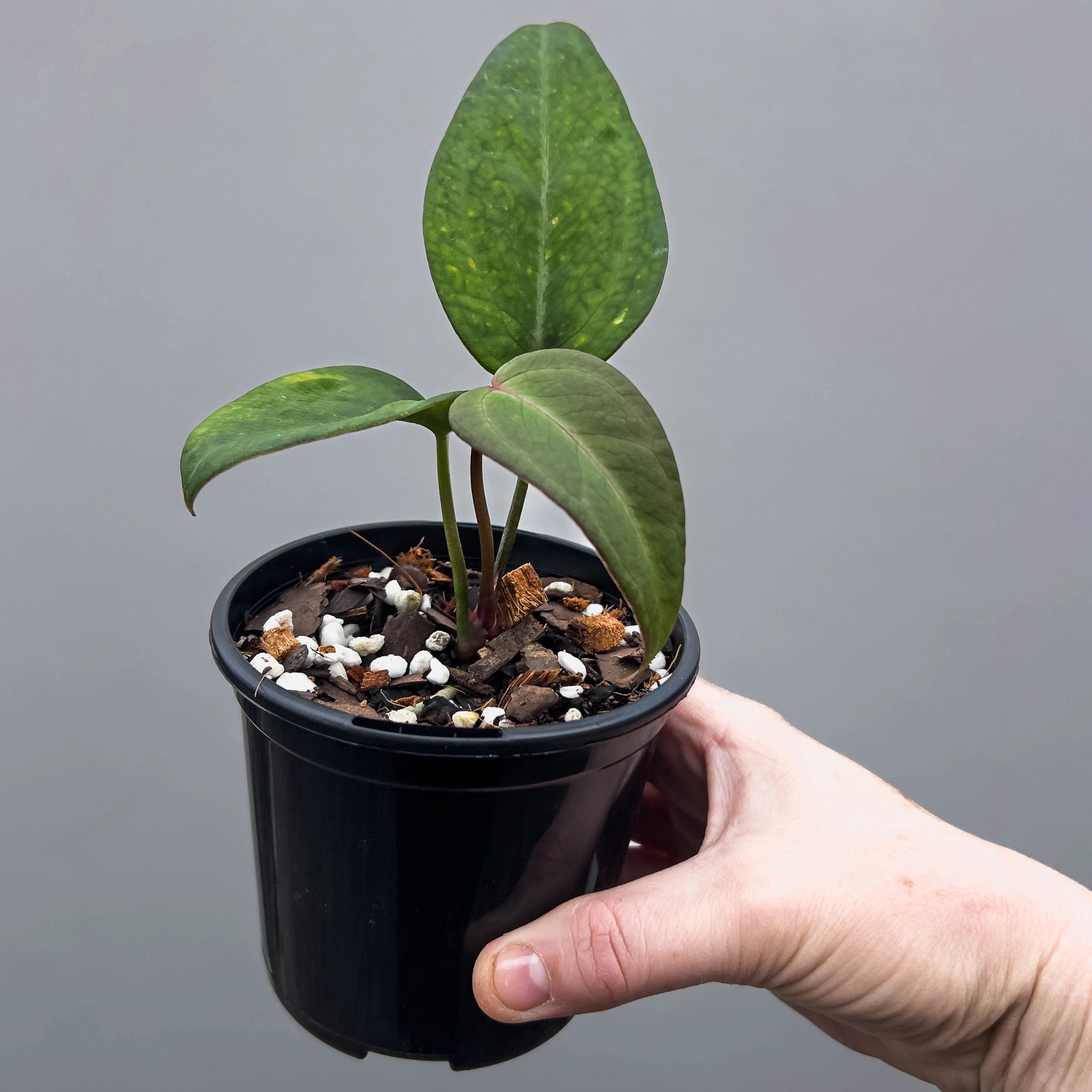 anthurium dark noid Anthurium NoID