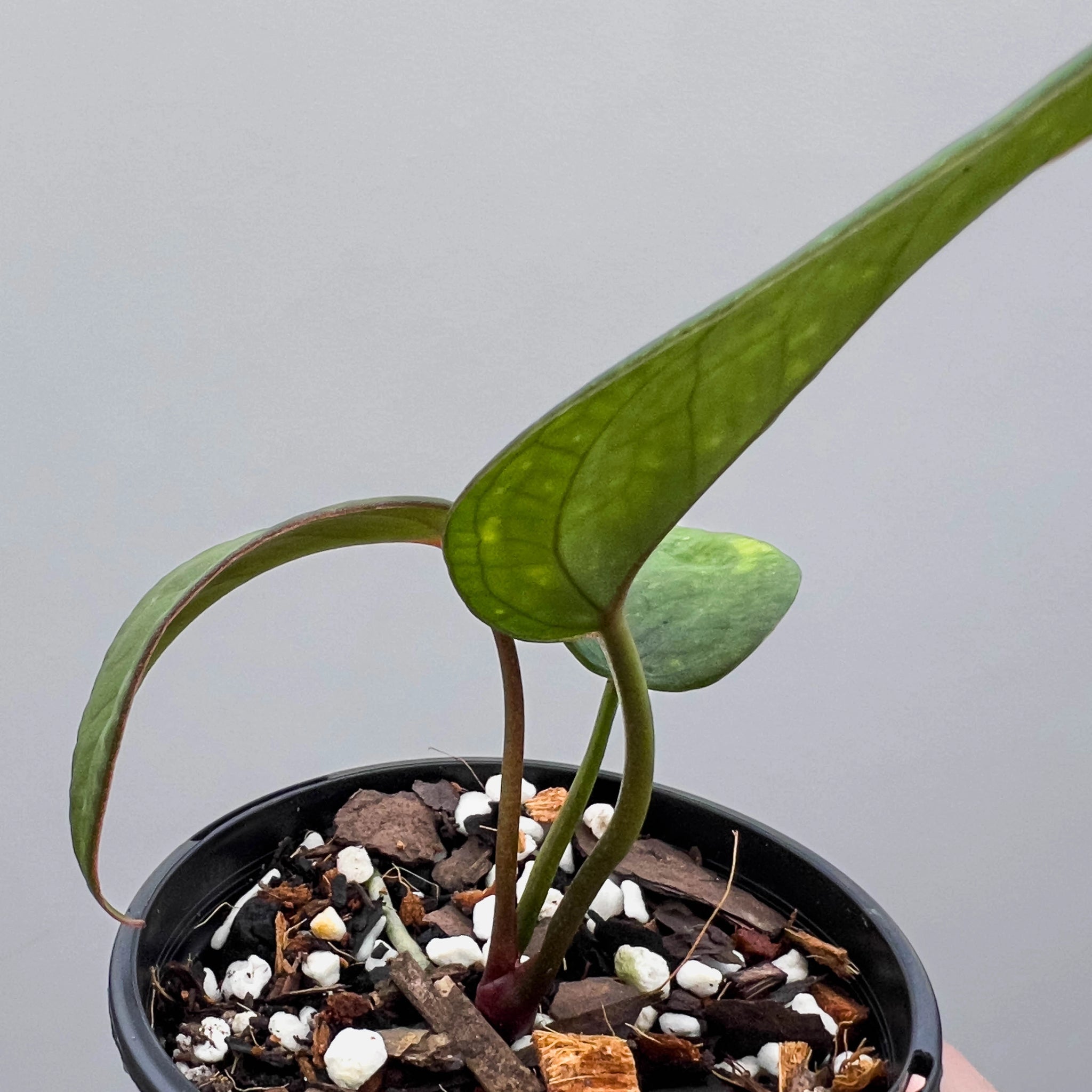 elefantenfuß bonsai Beaucarnea Nolina recurvata main image 0