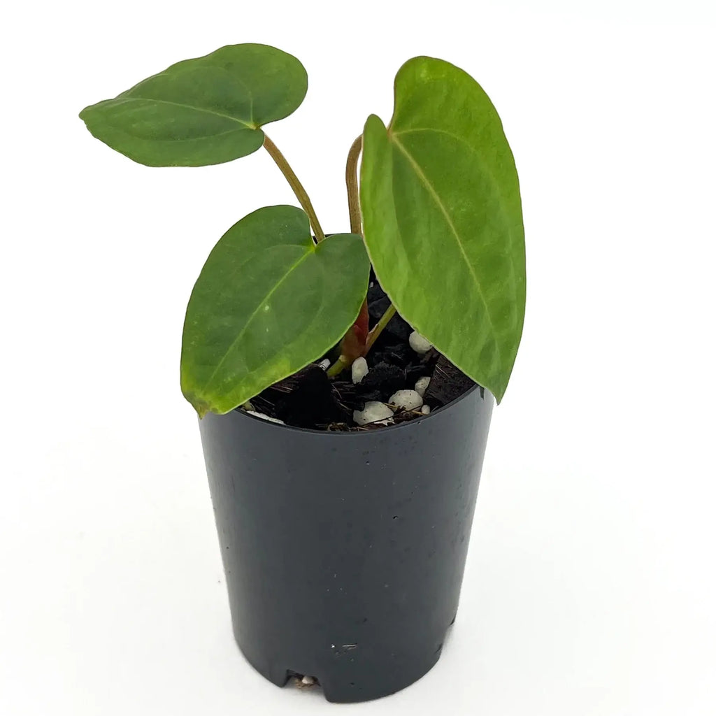 Anthurium Velvet Cherry Hybrid plant in black pot, showcasing glossy leaves, perfect for indoor plant enthusiasts. Chalet Boutique, Australia.