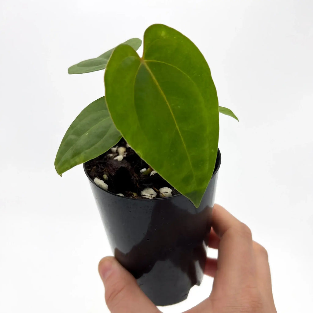 Hand holding a healthy Anthurium Velvet Cherry hybrid plant in a black pot, showcasing its lush green leaves. Chalet Boutique, Australia.