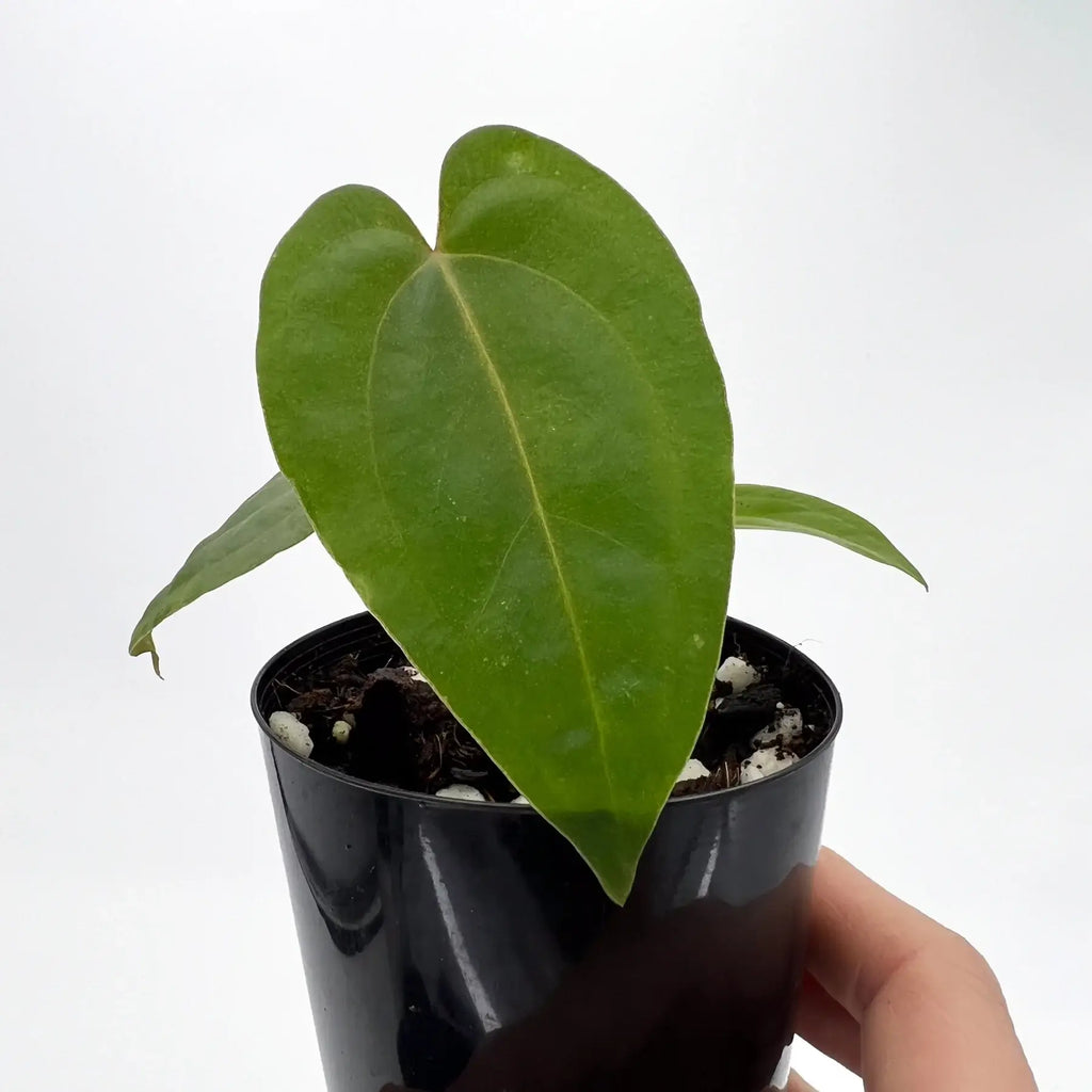 Healthy Anthurium Velvet Cherry hybrid plant in a black pot, perfect for indoor plant lovers. Chalet Boutique, Australia.