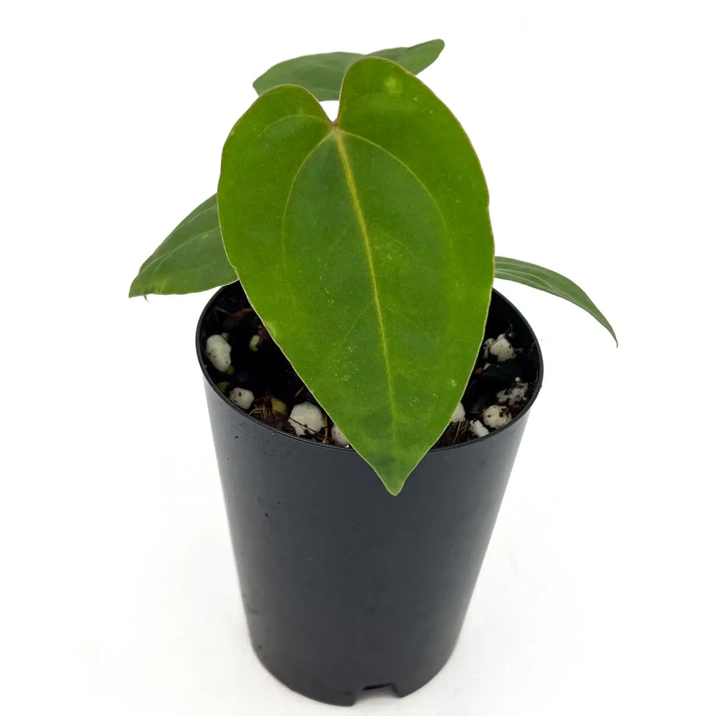 Anthurium Velvet Cherry Hybrid in black nursery pot, showcasing vibrant green velvety leaves. Chalet Boutique, Australia.