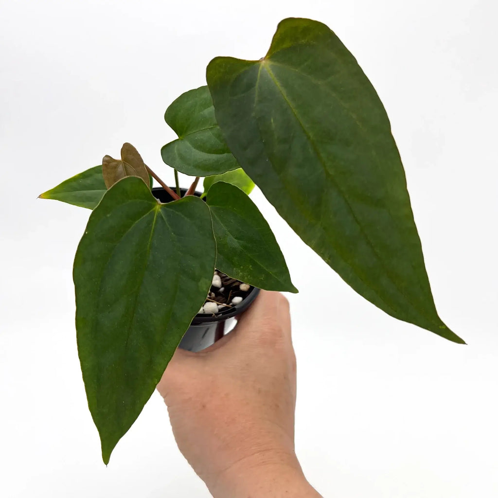 Anthurium 'Velvet Rabbit' in hand showcasing large, glossy leaves, perfect for unique indoor plants Australia. Chalet Boutique, Australia.