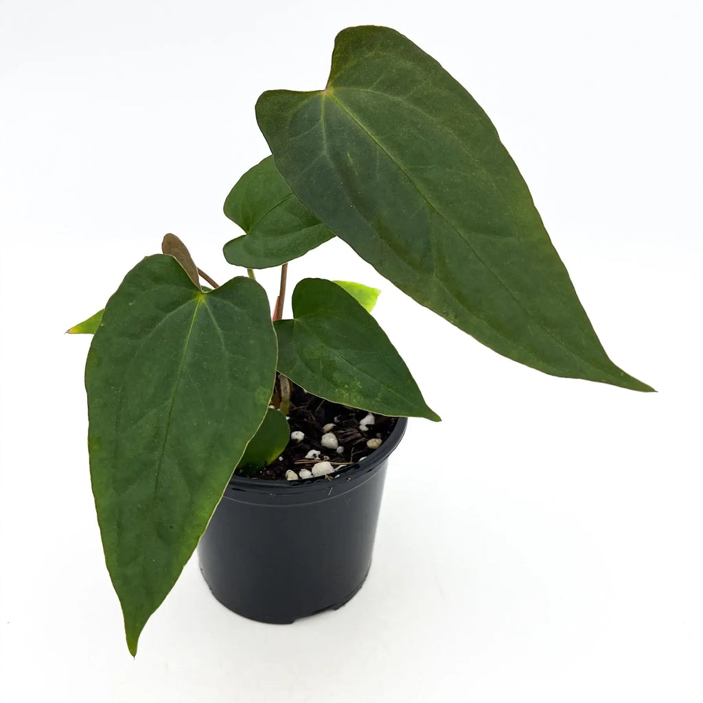 Anthurium 'Velvet Rabbit' in a black pot, showcasing large, sleek green leaves, perfect for indoor plant lovers. Chalet Boutique, Australia.