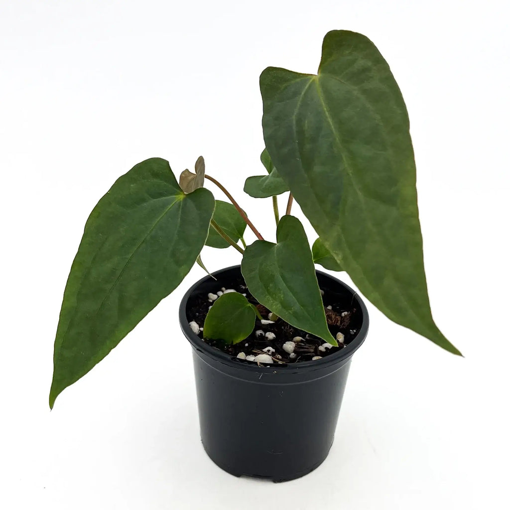 Anthurium 'Velvet Rabbit' in a black pot showcasing its unique green, sleek leaves, ideal for indoor gardening. Chalet Boutique, Australia.