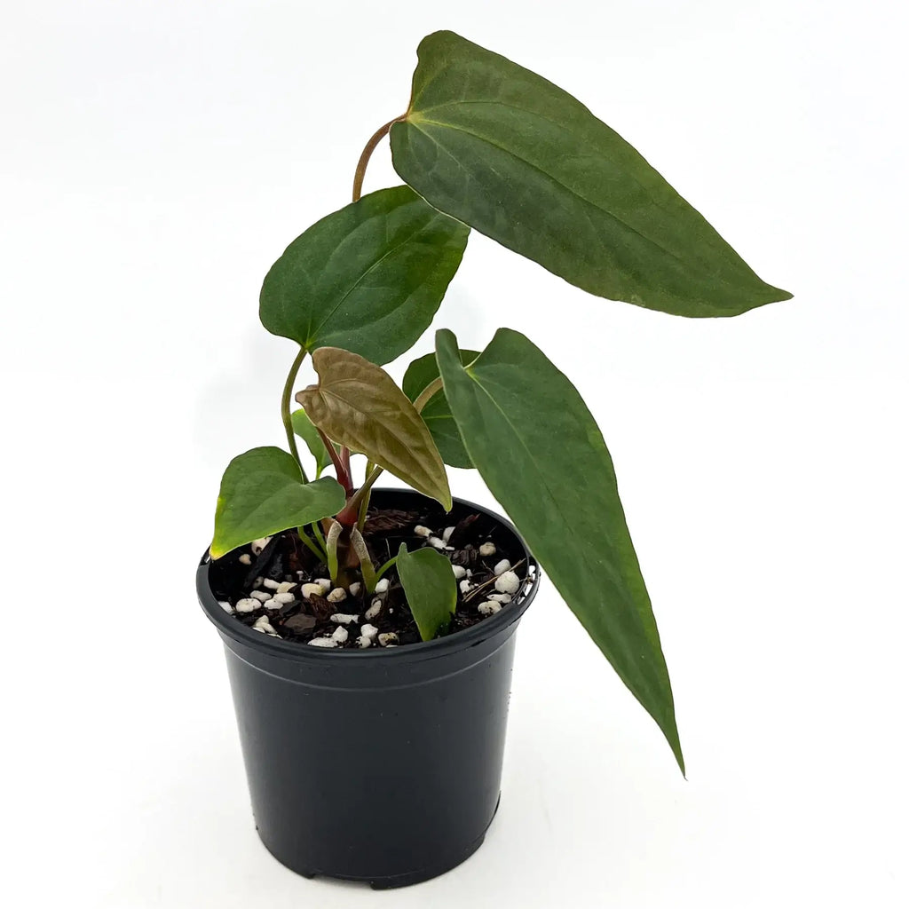 Rare Anthurium 'Velvet Rabbit' in a black pot, showcasing sleek green leaves. Buy rare plants online at Chalet Boutique, Australia.