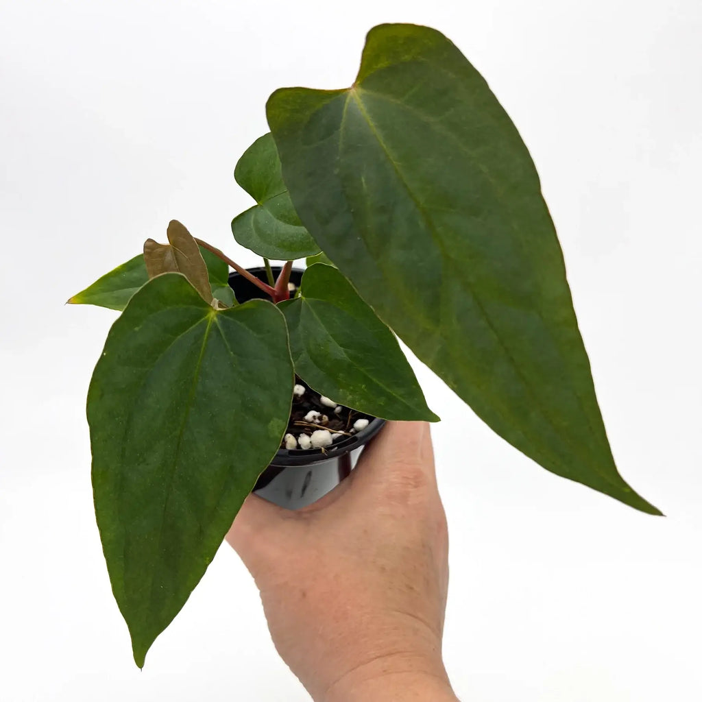 Rare Anthurium 'Velvet Rabbit' in a black pot held by hand, showcasing its lush green leaves. Chalet Boutique, Australia.