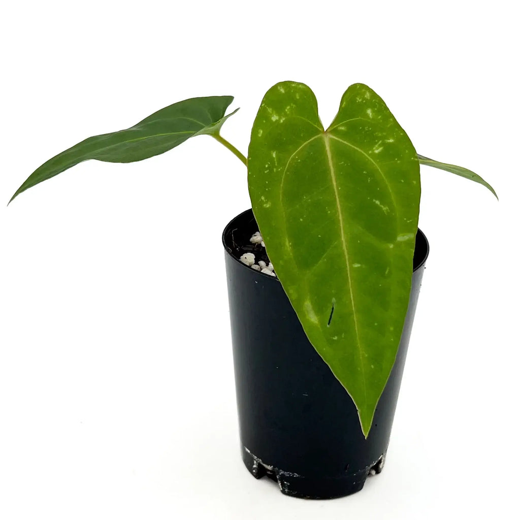 Anthurium 'Velvet Rabbit' plant in black pot, featuring glossy green leaves, perfect for rare indoor plant enthusiasts. Chalet Boutique, Australia.