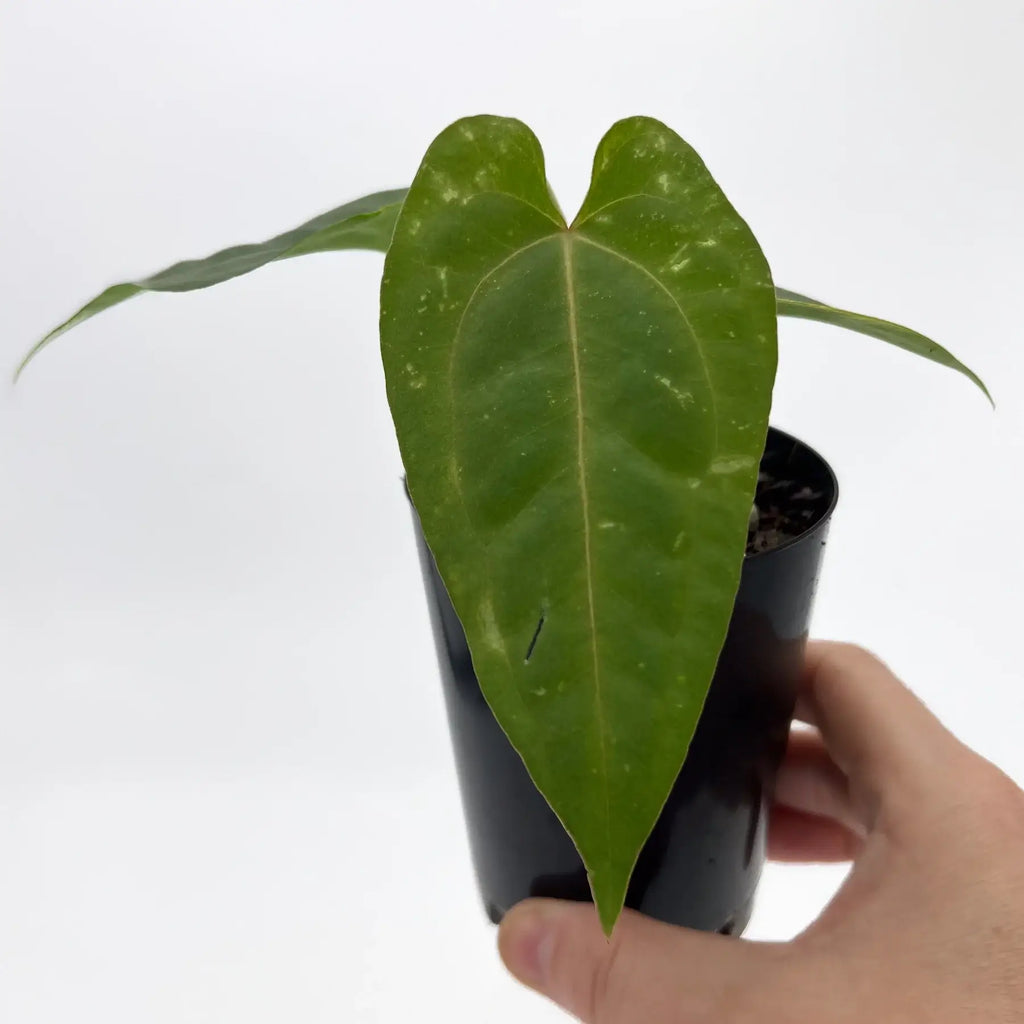 Anthurium 'Velvet Rabbit' plant with large heart-shaped leaves, held in hand, showcasing its unique appearance. Chalet Boutique, Australia.