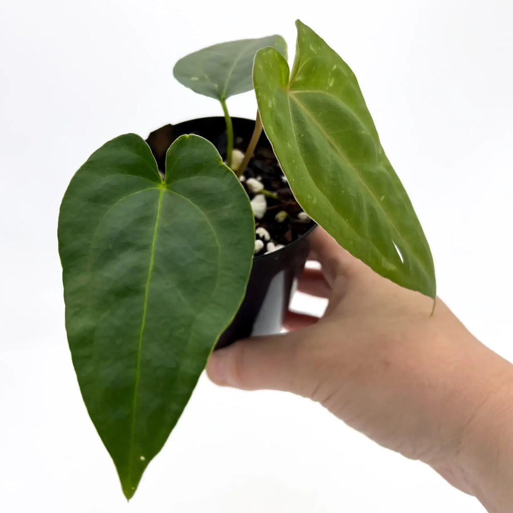 Anthurium 'Velvet Rabbit' hybrid plant with glossy, heart-shaped leaves held in hand, ideal for indoor plant lovers. Chalet Boutique, Australia.