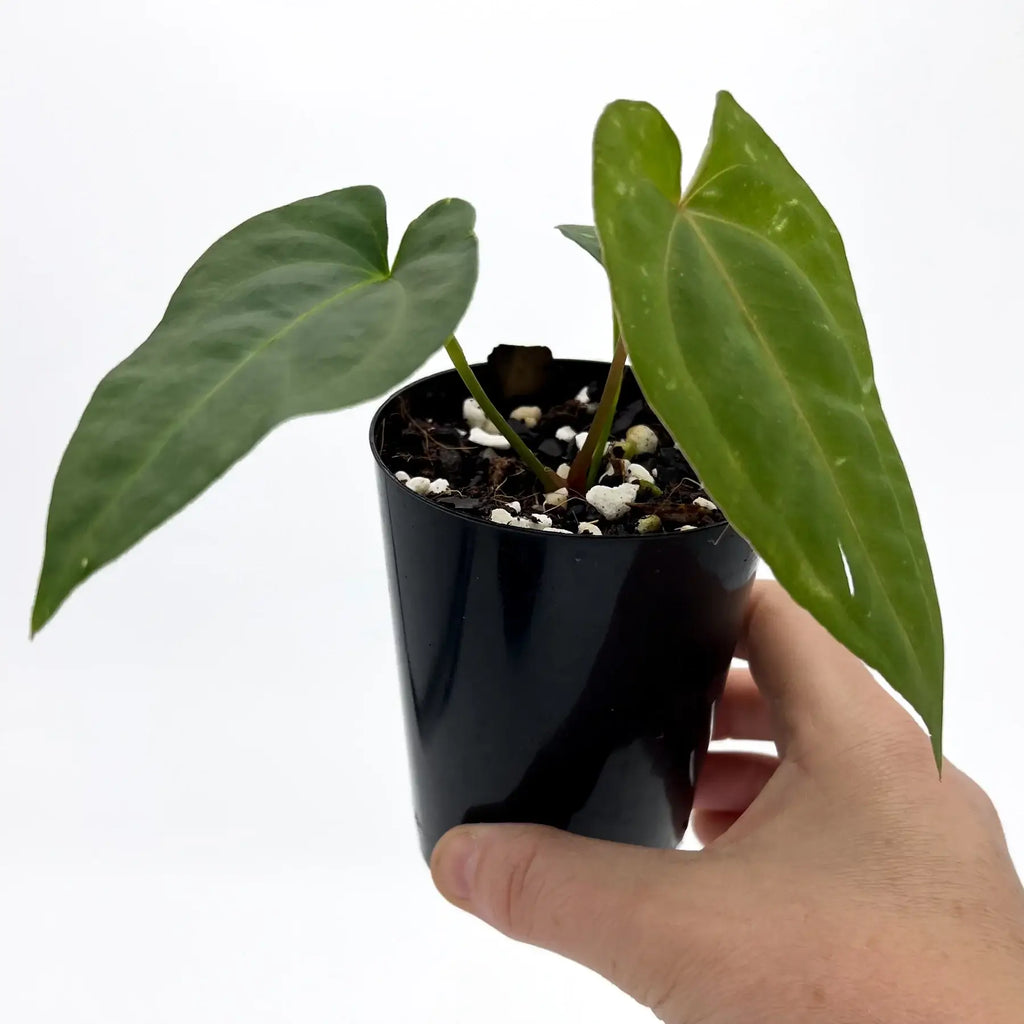 Anthurium 'Velvet Rabbit' in a black pot, showcasing its sleek leaves for sale at Chalet Boutique, Australia.