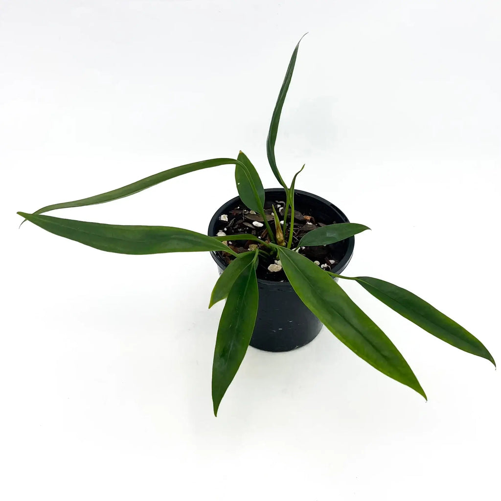 Anthurium bakeri plant in black pot with long green leaves, perfect for indoor spaces. Chalet Boutique, Australia.