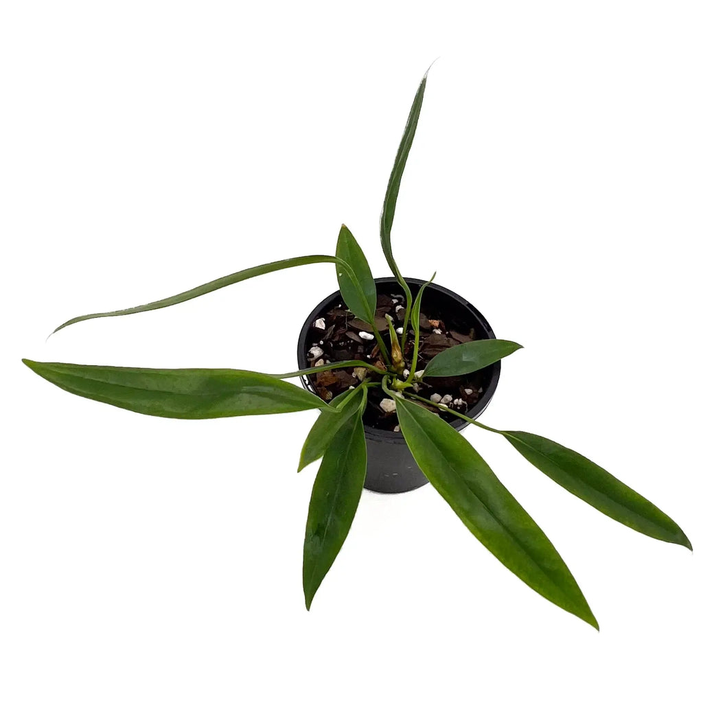 Anthurium bakeri plant with long green leaves in a black pot, showcasing a tropical aesthetic, Chalet Boutique, Australia.