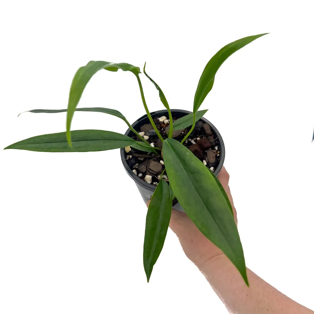 Anthurium bakeri in a hand, showcasing long green leaves, ideal for indoor plant collectors. Chalet Boutique, Australia.