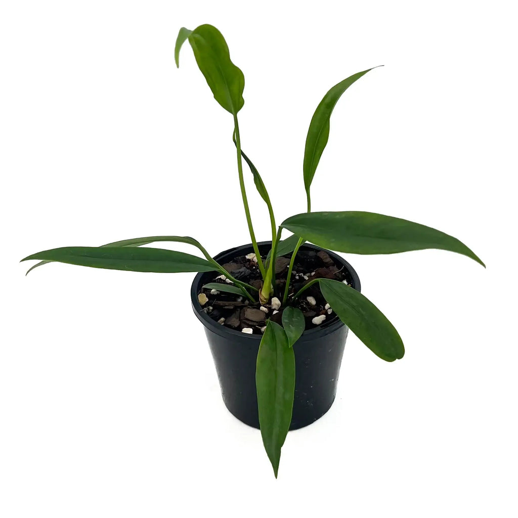 Anthurium bakeri plant in a black pot, featuring long green leaves, perfect for indoor collections. Chalet Boutique, Australia.